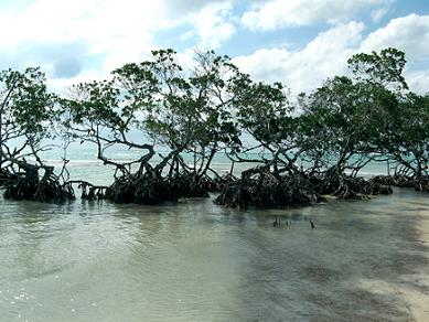 cuba mangroves