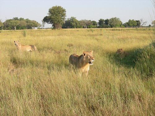 OkavangoDelta2