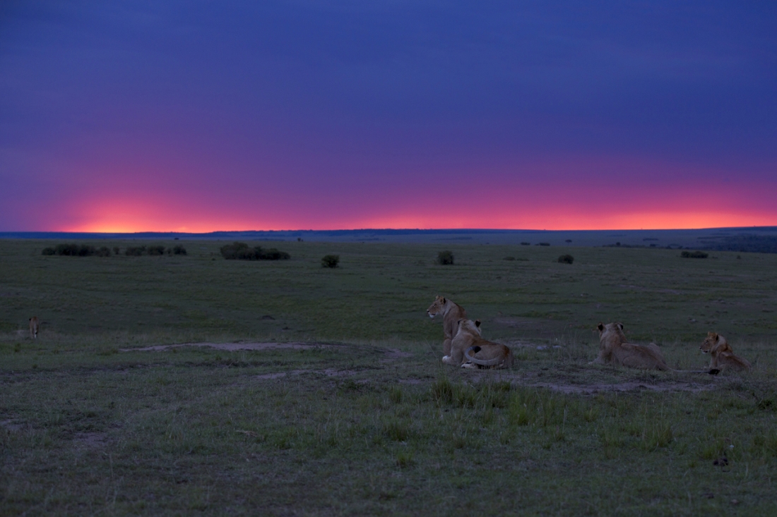 Lion-Pride-landscape-sunse222t-Kenya-Masai-Mara-Rekero-Camp-HR