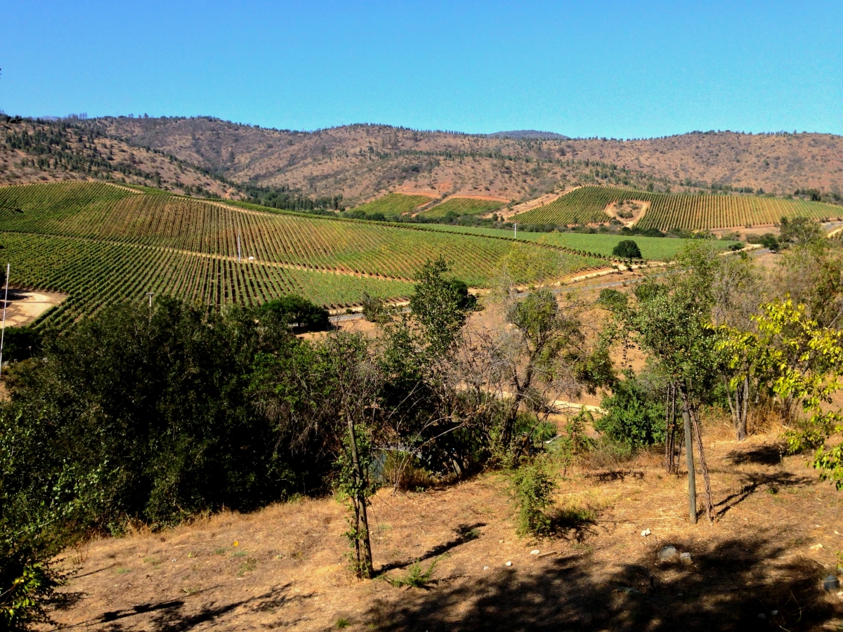 A Wine Lovers Guide To Casablanca Valley Chile3